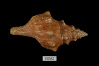 藏品(大赤旋螺)的圖片